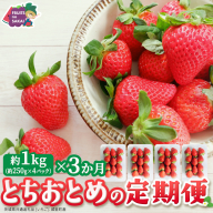【定期便】とちおとめ 約250g（15～18粒）×4パック 3ヶ月連続お届け便【2026年12月から発送開始】（茨城県共通返礼品 [いちご]：城里町産） 茨城県 県産 人気 厳選 果物 くだもの 旬 旬の果物 旬のフルーツ ギフト 贈答 いちご イチゴ 苺 とちおとめ [FC96-NT]
