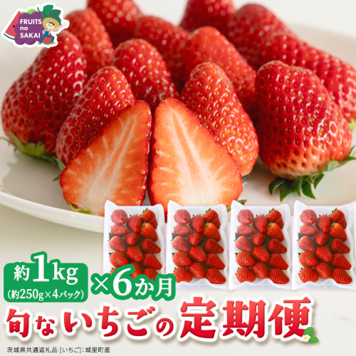 【定期便】旬ないちご品種おまかせ6ヶ月連続お届け便 （約250g×4パック）×6回【2026年12月から発送開始】（茨城県共通返礼品 [いちご]：城里町産） 果物 くだもの フルーツ イチゴ 苺 旬 品種おまかせ 人気 [FC105-NT] 2812460 - 茨城県つくばみらい市