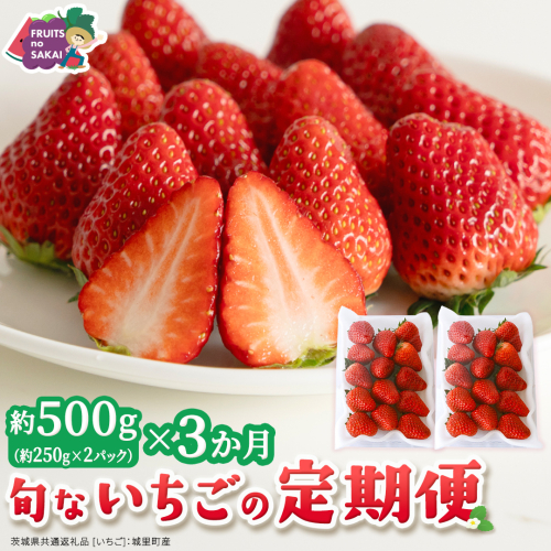 【定期便】旬ないちご品種おまかせ3ヶ月連続お届け便 （約250g×2パック）×3回【2027年1月から発送開始】（茨城県共通返礼品 [いちご]：城里町産） 果物 くだもの フルーツ イチゴ 苺 旬 品種おまかせ 人気 [FC106-NT] 2812461 - 茨城県つくばみらい市