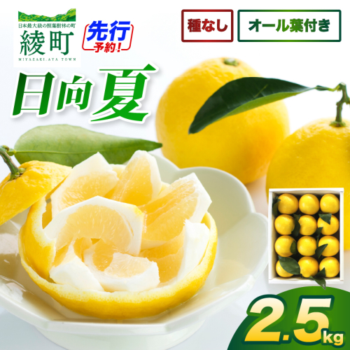 【先行受付】初春の旬「日向夏」種なし（オール葉付き）2.5kg 果物 フルーツ くだもの 柑橘 フルーツサンド おやつ スイーツ デザート ジャム おすすめ ギフト 贈り物 贈答 プレゼント おすそ分け お返し 宮崎県 綾町 送料無料【JA綾町】_A0114-271 2813008 - 宮崎県綾町