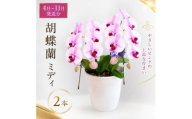 【4月～11月発送分】胡蝶蘭ミディ 2本立 花 スマイルオーキッド 選べる花色 白色 ピンク 黄色 花 贈り物 お祝い 産地直送 贈答 プレゼント 鮮度抜群 誕生日 記念日 開店祝 母の日 父の日 敬老の日 京都府 京田辺市