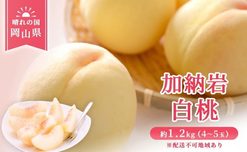 【 2027年 先行予約】 桃 岡山県産 加納岩 白桃 約1.2kg（4～5玉） 《2027年6月下旬-7月上旬頃出荷》 白桃 岡山 はくとう スイーツ フルーツ 果物 先行予約 数量限定 期間限定 岡山 里庄町 モモ もも 桃 2813451 - 岡山県里庄町