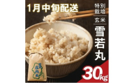 1月中旬配送／令和8年産【玄米】特別栽培米 雪若丸　30kg×1袋〈太ももの会〉 FU SE0633