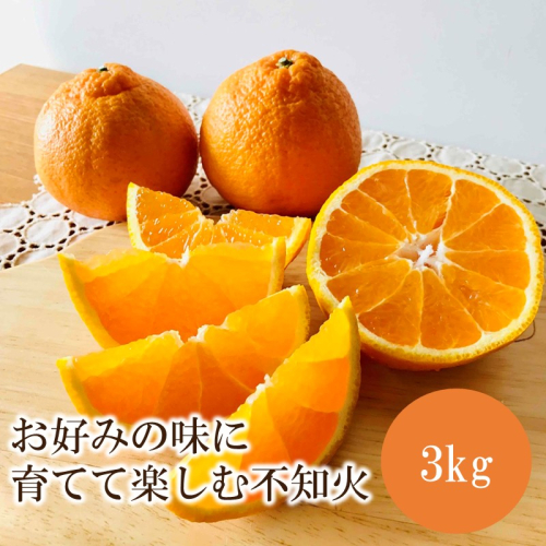 お好みの味に育てて楽しむ不知火3kg＜先行予約2027年2月発送開始分＞ 2814355 - 和歌山県御坊市