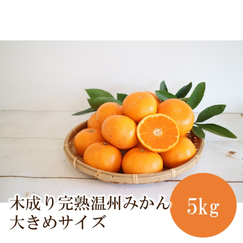 みかん5kg 木成り完熟温州みかん大きめサイズ≪先行予約≫2026年12月より順次発送予定 2814356 - 和歌山県御坊市