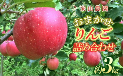 米山農園 米山農園のおまかせりんご（紅玉または秋映え・シナノスイート・シナノゴールド・王林・サンふじ）約3kg 10月から順次発送 | りんご  詰め合わせ おまかせ  長野市産 人気 おすすめ 林檎 フルーツ 果物 食べ比べ  家庭用 送料無料 長野県 長野市 信州 信濃 ふるさと納税 2814445 - 長野県長野市