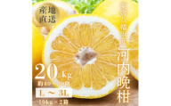 【先行受付】《果汁たっぷりジューシー》産地直送 愛媛八幡浜産 河内晩柑20kg【H20-81】 河内晩柑 みかん ミカン 柑橘 果汁たっぷり 産地直送 ジューシー 爽やかな甘さ 和製グレープフルーツ 愛媛県 八幡浜市【1621533】 YWTI076