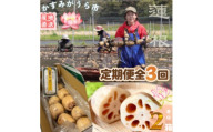 ＜毎月定期便＞肉厚でシャキシャキの食感と甘みが特徴　　掘りたて れんこん　2Kg(2～4本)全3回【4092934】