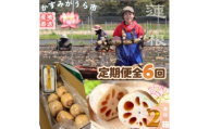 ＜毎月定期便＞肉厚でシャキシャキの食感と甘みが特徴　　掘りたて れんこん　2Kg(2～4本)全6回【4092935】