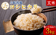 【令和8年産】【2026年10月発送】新米  コシヒカリ 3kg  米 玄米  こめ お米 産地直送  おすすめ 人気  ご飯 ごはん 小松島 コシヒカリ
