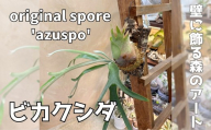 ビカクシダ(コウモリラン) オリジナル スポア株 'azuspo' コルク仕立て｜観葉植物 コウモリラン インテリアグリーン プランツハンガー 植物 自然 大阪府 河内長野市 4月-11月発送