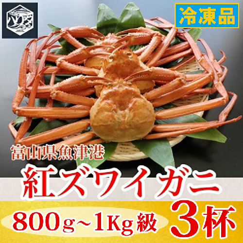 【冷凍】自社漁船直送！魚卸問屋の紅ズワイガニ 800g～1kg級×3ハイセット｜かに カニ 蟹 国産ずわい蟹 ずわいガニ 紅ズワイ蟹 紅ずわいがに 紅ずわい蟹 ボイル セットかにしゃぶ 魚貝類 魚介類 海鮮 鮮魚 新鮮 蟹飯 人気 豪華 ご褒美 贅沢 お取り寄せ グルメ カニ味噌 ※2026年9月～発送 2818770 - 富山県魚津市