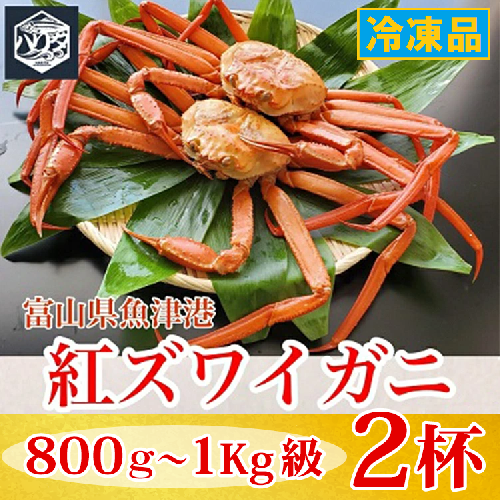 【冷凍】自社漁船直送！魚卸問屋の紅ズワイガニ 800g～1kg級×2ハイセット｜かに カニ 蟹 国産ずわい蟹 ずわいガニ 紅ズワイ蟹 紅ずわいがに 紅ずわい蟹 ボイル セットかにしゃぶ 魚貝類 魚介類 海鮮 鮮魚 新鮮 蟹飯 人気 豪華 ご褒美 贅沢 お取り寄せ グルメ カニ味噌 ※2026年9月～発送 2818773 - 富山県魚津市
