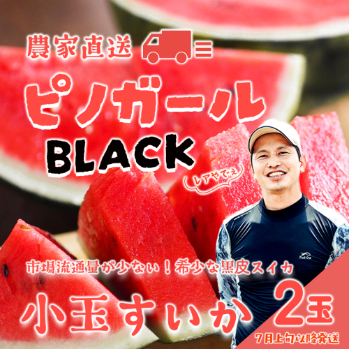 【 先行予約 2027年7月上旬以降発送 】八千代町産 黒皮 小玉スイカ ピノガールBLACK 1箱（2玉入）タネが小さい すいか [SF950ya] 2818842 - 茨城県八千代町