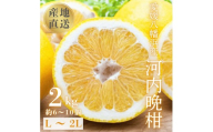 【先行受付】《果汁たっぷりジューシー》産地直送 愛媛八幡浜産 河内晩柑2kg【C20-90】河内晩柑 みかん ミカン 柑橘 果汁たっぷり 産地直送 ジューシー 爽やかな甘さ 和製グレープフルーツ 愛媛県 八幡浜市【1625429】 YWTI085