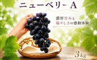 【2027年8月下旬から発送】【先行予約】ニューベリー 3kg 冷蔵 ぶどう 巨峰 フルーツ 福岡県川崎町 竜円農園 先行予約 ぶどう 数量限定 ぶどう