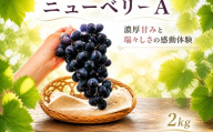 【2027年8月下旬から発送】【先行予約】ニューベリーA 2kg 冷蔵 ぶどう 巨峰 フルーツ 福岡県川崎町 竜円農園 先行予約 ぶどう 数量限定 ぶどう