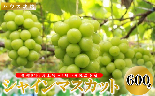 【2025年／令和7年発送先行予約】ぶどう「ハウスシャインマスカット」約600ｇ ALPAA012