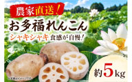 先行予約 れんこん 5kg お多福れんこん 蓮根 レンコン 農家直送 産地直送 新鮮 野菜 根菜 有機肥料 【2026年9月より順次発送】（111-02）