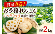 先行予約 れんこん 2kg お多福れんこん 蓮根 レンコン 農家直送 産地直送 新鮮 野菜 根菜 有機肥料 【2026年9月より順次発送】（111-01）