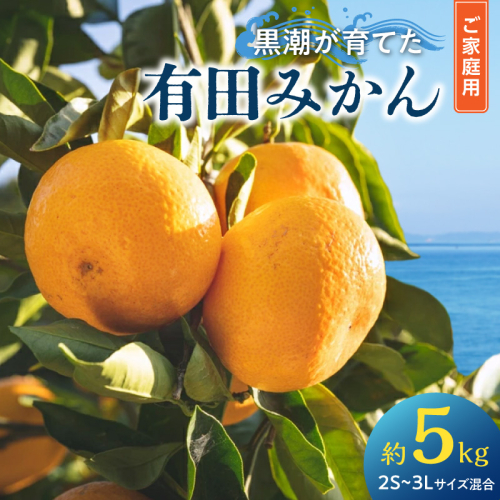 黒潮が育てた 有田みかん 約5kg ご家庭用(2S～3Lサイズ混合）_AE6109 2828770 - 和歌山県湯浅町