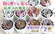 エケベリア 命名株 おまかせ 2個 セット 【多肉屋GPK】／ インテリア インテリア植物 おしゃれインテリア オシャレ おしゃれ 多肉 多肉植物 観葉植物 植物 おまかせセット 人気 高評価 贈答 贈り物 趣味 ギフト プレゼント ナチュラル 自然 かわいい ミニサイズ 玄関 室内 飾れる ２個 オススメ おすすめ