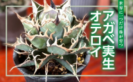 アガベ実生オテロイ アガベ 希少種 観葉植物 送料無料 茂原市 千葉県 MBBG004