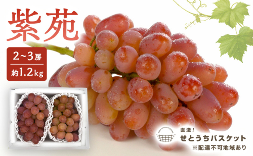 ぶどう 2027年 先行予約 紫苑 2～3房 約1.2kg ブドウ 葡萄 岡山県産 国産 フルーツ 果物 直送！せとうちバスケット 2830935 - 岡山県高梁市