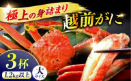 【先行予約/11月7日より順次発送予定】【冷蔵】「若狭小浜港産地直送」 越前がに (ズワイガニ) ボイル 大 3杯 小浜市 / 加福鮮魚 [BFBC022]【配送不可地域：北海道・沖縄・離島】