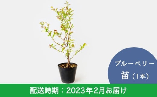 E6 02 里楽 ブルーベリー苗 1本 2月お届け 2151 福岡県うきは市 Au Pay ふるさと納税