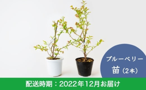 E6 12 里楽 ブルーベリー苗 2本 12月お届け 2155 福岡県うきは市 Au Pay ふるさと納税