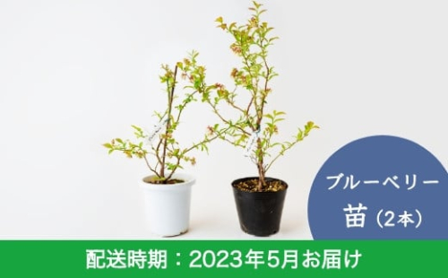 E6 05 里楽 ブルーベリー苗 2本 5月お届け 2160 福岡県うきは市 Au Pay ふるさと納税
