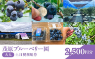 茂原ブルーベリー園　大人　土日祝利用券　2,500円分 【体験 果物狩り くだもの狩り ベリー フルーツ ファミリー 千葉県 茂原市 送料無料 ふるさと納税】 MBCA001