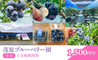 茂原ブルーベリー園　小人　土日祝利用券　1,500円分 【体験 果物狩り くだもの狩り ベリー フルーツ ファミリー 千葉県 茂原市 送料無料 ふるさと納税】 MBCA003