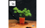 赤石の泉 赤石五葉松（鉢植え） I-37