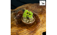 赤石の泉 赤石五葉松（鉢植え） F-156