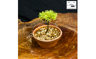 赤石の泉 赤石五葉松（鉢植え） F-159