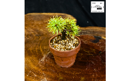 赤石の泉 赤石五葉松（鉢植え） F-162