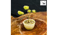赤石の泉 赤石五葉松（鉢植え） F-165