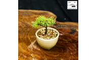 赤石の泉 赤石五葉松（鉢植え） F-168