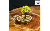 赤石の泉 赤石五葉松（鉢植え） F-171