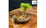 赤石の泉 赤石五葉松（鉢植え） F-174