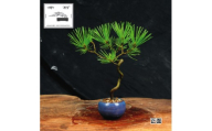 赤石の泉 黒松（鉢植え） S-29