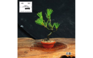 赤石の泉 黒松（鉢植え） S-32