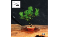 赤石の泉 黒松（鉢植え） S-35