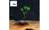 赤石の泉 黒松（鉢植え） S-38
