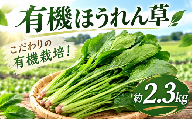 ほうれん草 有機栽培 約 2.3kg 【先行予約】有機JAS 有機JAS認証 有機JAS 認証 ほうれんそう ゆうきさいばい ホウレンソウ ホウレン草 やさい おすすめ 人気 国産 野菜 JAS ゆうき 冬野菜 有機 栽培 千葉県産 千葉 関東 飯田農園 千葉県 香取市 IIN002
