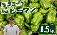 秀品 ピーマン 1.5kg |  国産 野菜 やさい 新鮮野菜 旬 産地直送 農園直送 お取り寄せ おかず 食品 食材 炒め物 肉詰め サラダ 天ぷら BBQ バーベキュー お弁当 大容量 高知県 南国市