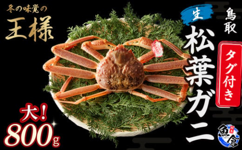 【先行予約】【魚倉】タグ付き生松葉ガニ（大800g） 松葉ガニ 生 カニ ズワイガニ カニ爪 タグ付き 冷蔵 かにしゃぶ 刺身 鳥取 倉吉 倉吉市