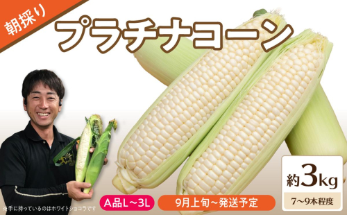 《先行受付》朝採りプラチナコーン約3kg・A品L～3L・7～9本程度 【2026年9月上旬頃～発送予定】【山形とうもろこし・大江町産・明石農園】 027-007 2842363 - 山形県大江町